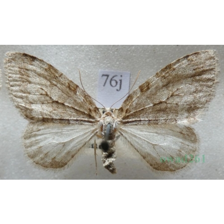 Epirrita christyi (Allen, 1906) Paśnik grabowiak Czech76j